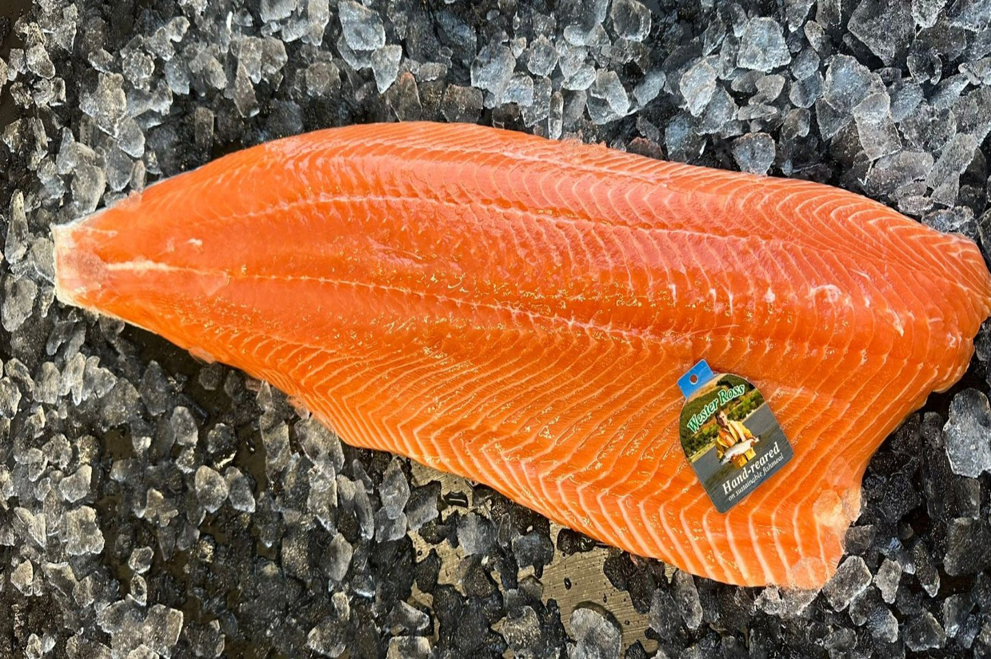 Frisches schottisches Lachfilet Wester Ross - ganze Seite - ca. 1200g